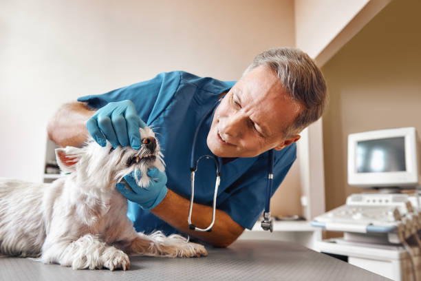 Best Emergency Root Canal Treatment in Littlerock, CA